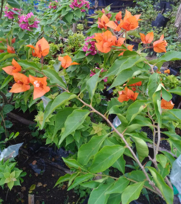 MAMONI TRADERS Baugainvillea Plant(Hybrid, Pack of 1)