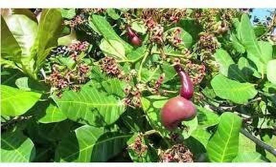 AFARTIOBINA Cashew Apple Plant(Hybrid, Pack of 1)