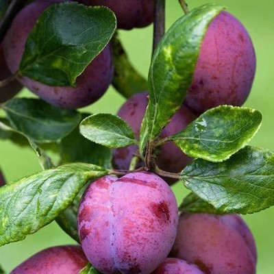 Oxygreenplant Aloo Bukhara/Plum Plant(Hybrid, Pack of 1)