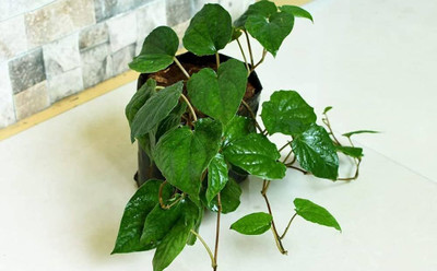rimi Betel Leaf Plant(Hybrid, Pack of 1)