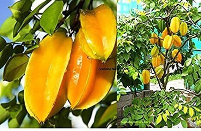 Cloud Farm Star Fruit Carambola Grafted Plant(Hybrid, Pack of 1)