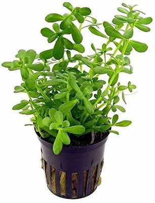 ADITYA GREEN PLANTS AGP Bacopa Monnieri(Pack of 1)