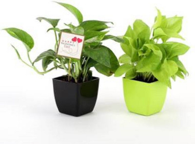 AFARTIOBINA Money Plant(Hybrid, Pack of 1)