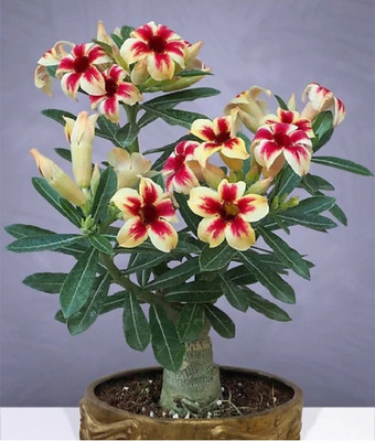 greenhousestore Adenium Plant(Hybrid, Pack of 1)