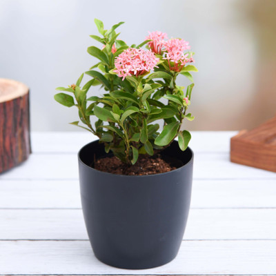 Earth Angels Trothic Ixora/Chethi Plant(Hybrid, Pack of 1)