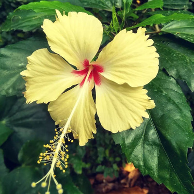 Khushi Prova Hibiscus Plant(Hybrid, Pack of 1)