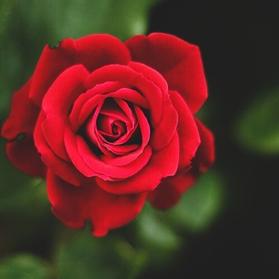 Bakuchi Rose Plant(Hybrid, Pack of 1)
