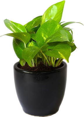 Bakuchi Money Plant(Hybrid, Pack of 1)