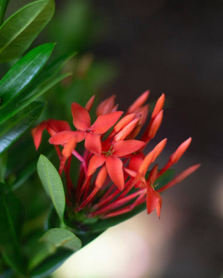 Bakuchi Trothic Ixora/Chethi Plant(Hybrid, Pack of 1)