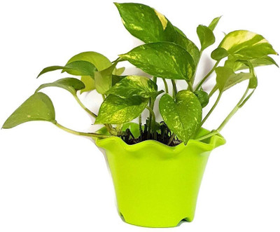 Aquinnah Money Plant(Hybrid, Pack of 1)