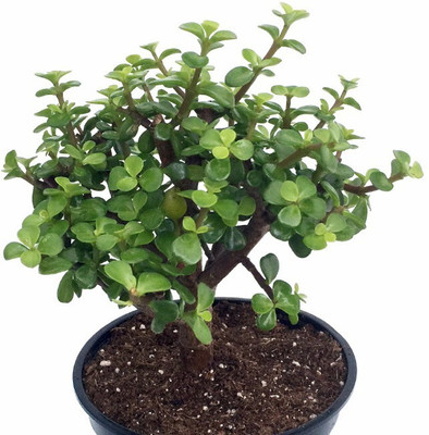 Bakuchi Jade Plant(Hybrid, Pack of 1)