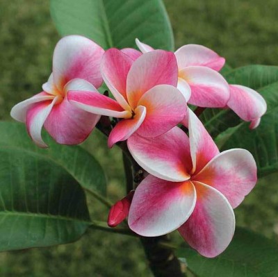 ONLINE PLANT BAZAR Plumeria Plant(Hybrid, Pack of 1)