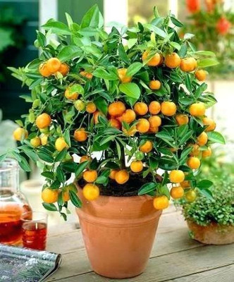MAITRA AND SONS Lemon Plant(Hybrid, Pack of 1)