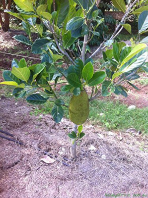 Agacha Jackfruit Plant(Hybrid, Pack of 1)