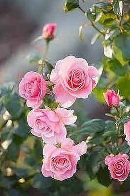 Bakuchi Rose Plant(Hybrid, Pack of 1)