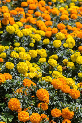 Chalissa marigold/gende ka phool flower seeds Seed(50 per packet)