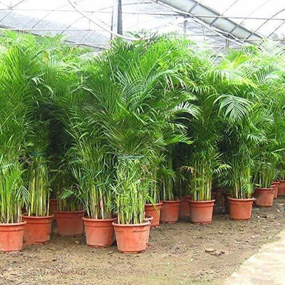 the green dotcom Areca palm seeds for planting Seed(30 per packet)