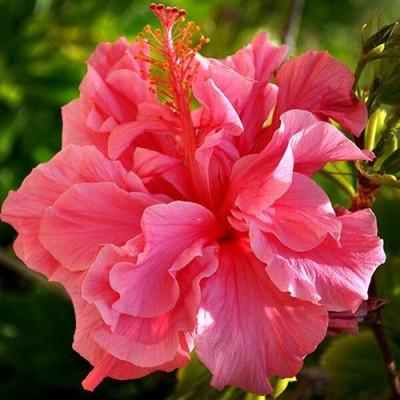 Bijaya Online Store Hibiscus Plant(Hybrid, Pack of 1)