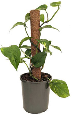 SBGARDEN Money Plant(Hybrid, Pack of 1)