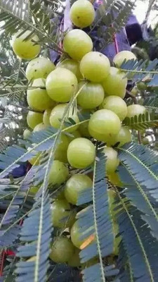 Narumanam Amla Plant(Hybrid, Pack of 1)