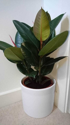 Aquinnah Rubber Tree(Hybrid, Pack of 1)