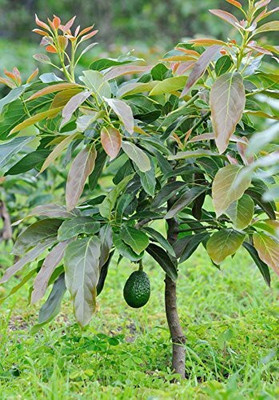 Cloud Farm Avocado Plant(Hybrid, Pack of 1)