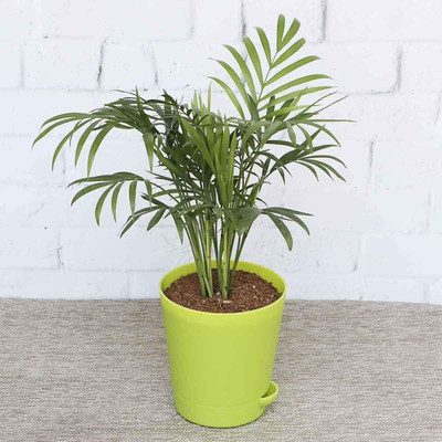 Bakuchi Money Plant(Hybrid, Pack of 1)