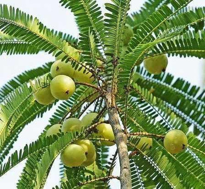 Narumanam Amla Plant(Hybrid, Pack of 1)