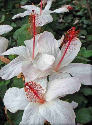 Khushi Prova Hibiscus Plant(Hybrid, Pack of 1)