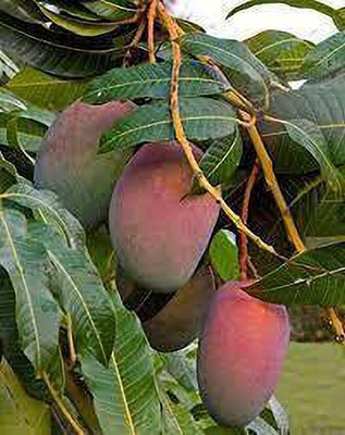priyashitaNursery Mango Plant(Hybrid, Pack of 1)
