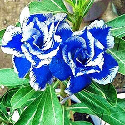 ABEFARIYA Adenium Plant(Hybrid, Pack of 1)