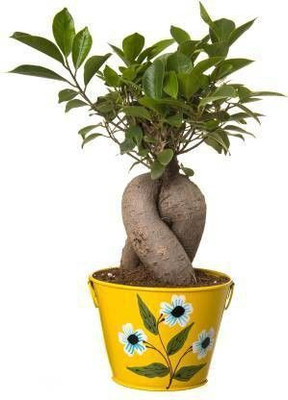 Bakuchi Ficus Plant(Hybrid, Pack of 1)