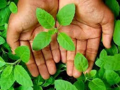 Nurseryfriend Tulsi Plant(Hybrid, Pack of 1)