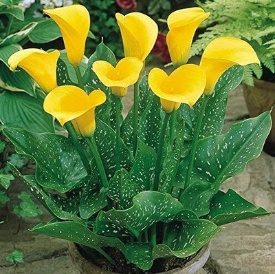 Greenery Nursery Peace Lily Plant(Hybrid, Pack of 1)