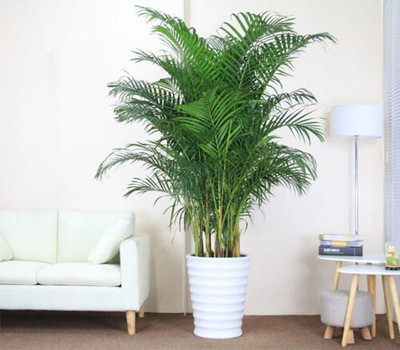 Cloud Farm Areca Palm(Hybrid, Pack of 1)