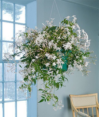KUMUBON Night Bloom Jasmine Plant(Hybrid, Pack of 1)