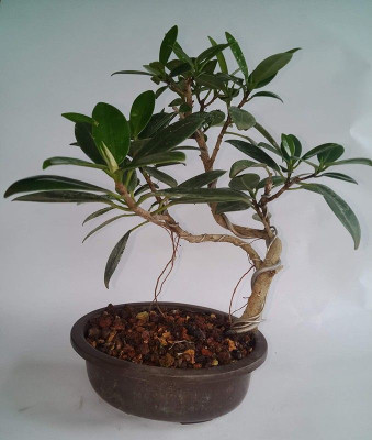 Bakuchi Ficus Bonsai Plant(Hybrid, Pack of 1)