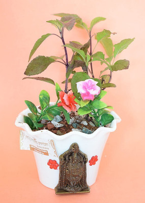 EVY Tulsi Plant(Hybrid, Pack of 1)