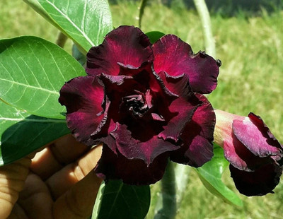 rimi Adenium Plant(Hybrid, Pack of 1)