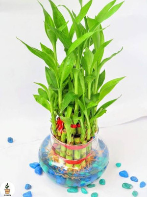 PETALFLEUR Two Layer Bamboo Plant(Hybrid, Pack of 1)