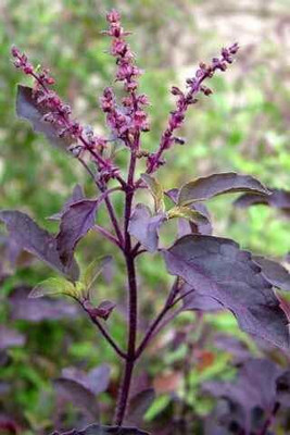 ABEFARIYA Tulsi Plant(Hybrid, Pack of 1)