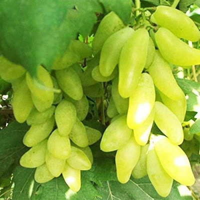 Bakuchi Grape Plant(Hybrid, Pack of 1)