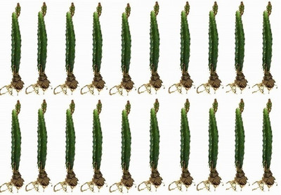 EliteGreen Dragon Tree(Hybrid, Pack of 20)