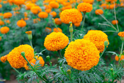 SHYAM marigold/gende ka phool flower seeds Seed(50 per packet)