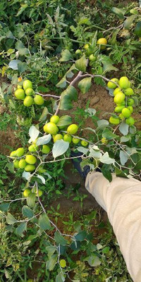 Bakuchi Ber Apple Plant(Hybrid, Pack of 1)