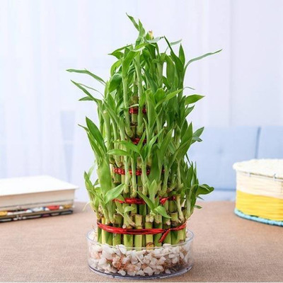 PETALFLEUR Two Layer Bamboo Plant(Hybrid, Pack of 1)