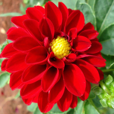 Flora fusion Dahlia Flower, Daliya phool Seed(1 per packet)