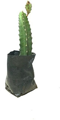 AFARTIOBINA Dragon Tree(Hybrid, Pack of 1)