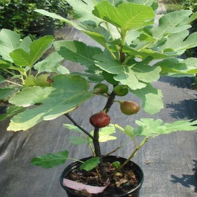 Cloud Farm Gular/Cluster Fig Plant(Hybrid, Pack of 1)