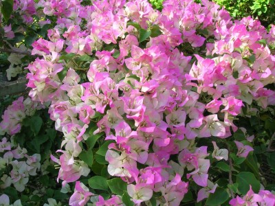 Cloud Farm Bougainvillea Plant(Hybrid, Pack of 1)